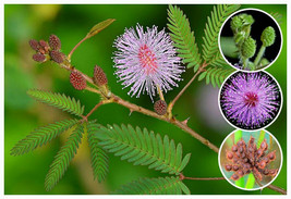 Sensitive Plant Seeds ~ Mimosa pudica~ Leaves that move! Shy plant ~ Bashful Pla - £1.99 GBP