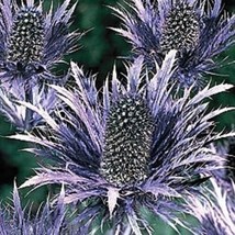FG 30 + Alpine Sea Sacred Eryngium Flower Seeds/Perennial - £12.43 GBP