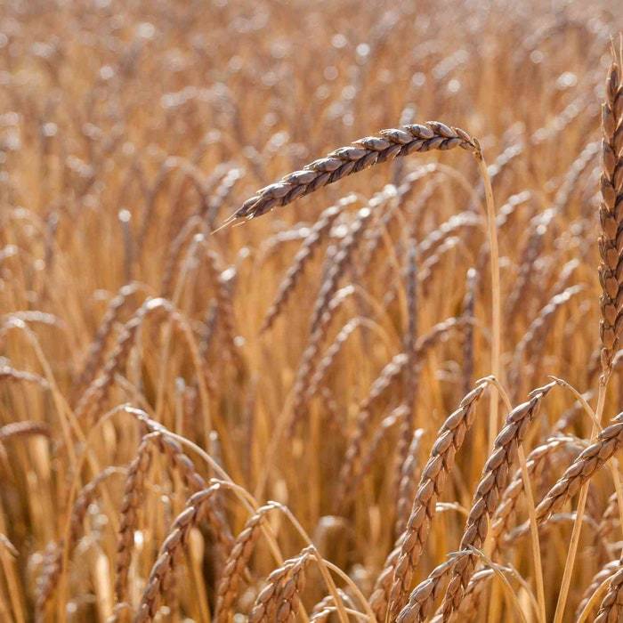 Spelt Organic Grain Seeds Dinkel 350 Seed Starter Pack Cereal & Flour Graingrow