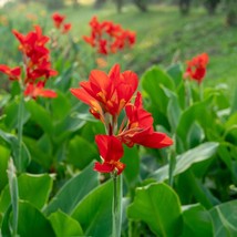 USA Seller Fresh Tropical Flower Seeds Canna Indica 10 Seeds Brilliant Red Color - £15.40 GBP