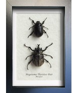 RARE Hairy Scarab Megasoma Thersites Pair Beetles Framed Entomology Shad... - $135.94 CAD