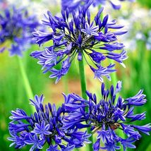 25 Dwarf Blue Lily of The Nile Flower Seeds Agapanthus House Plant - £12.18 GBP