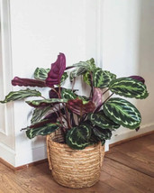 25+ Rose Painted Calathea Seeds For Garden Planting - USA  - £4.22 GBP