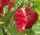 10 Carolina Reaper seeds - Spicy/hot pepper fresh atomic - $13.98