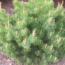 25 Mugo Pine Dwarf Pinus Pumilio Shrub Seeds Fresh Seeds - £11.13 GBP