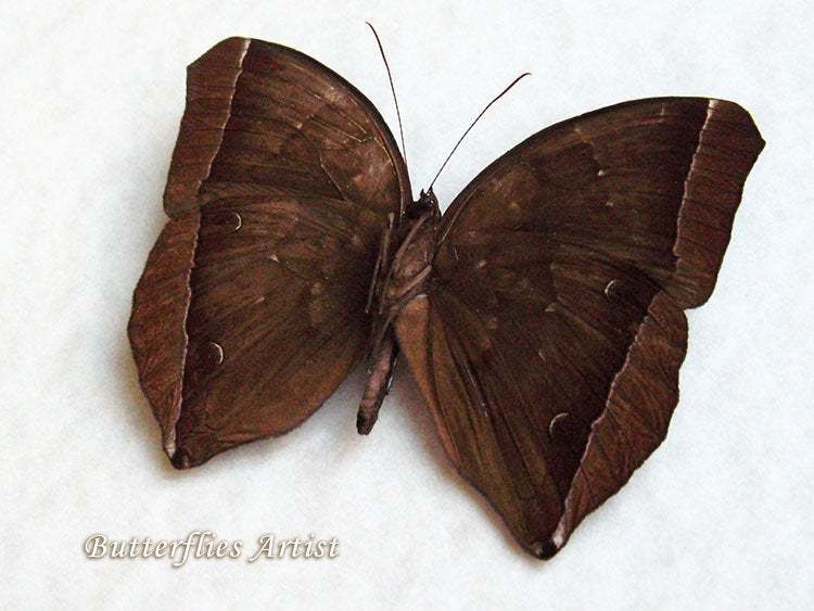 Chocolate Jungle Glory Thaumantis Noureddin Real Butterfly Entomology In... - $42.99