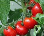 10 Ace 55 Tomato Seeds Heirloom Non Gmo Fresh Fast Shipping - £7.20 GBP