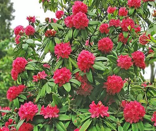 US Seller Rhododendron Arboreum Tree Rhododendron 150 Seeds - £12.25 GBP