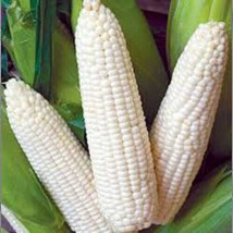 Truckers Favorite White Corn Seeds, Heirloom, 1 Oz. Pack, NON GMO, Untreated - £7.84 GBP