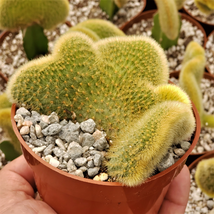 cactus Cleistocactus winteri Cristata Golden Rat Tail Cacti Succulent real live - £37.99 GBP