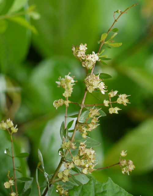 Plant Of Henna Lawsonia Inermis - Alheña - 20 Seeds - Other Plants ...