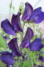 50 Lord Nelson Sweet Pea Seeds Planting US Seller Fast Shipping - £4.35 GBP