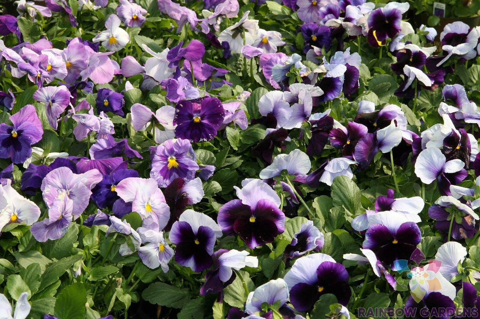 200 Delta Beaconsfield Pansy Viola Seeds Fresh Seeds - $9.86