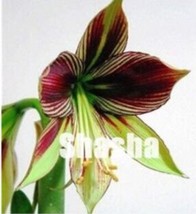 Fresh 100Pcs Amaryllis Seed Tiger - £9.56 GBP