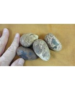 tn-16) 4 large natural Tagua Nut whole nuts craft Carving Dried plain uncut - $31.94 CAD