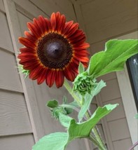 20 Velvet Queen Sunflower SeedsFrom US  - £7.69 GBP