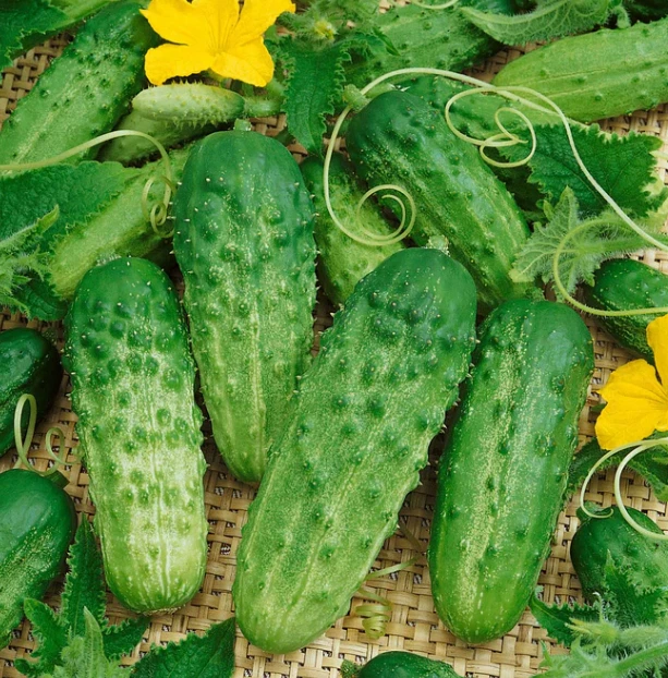 60 Seeds Cucumber Seeds Burpless Bush Slicer F1 Non-GMO  - $5.99