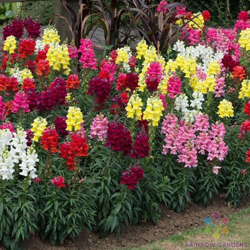 Snapdragon Flower Seeds Sonnet Series F1 1000 Seedsnull