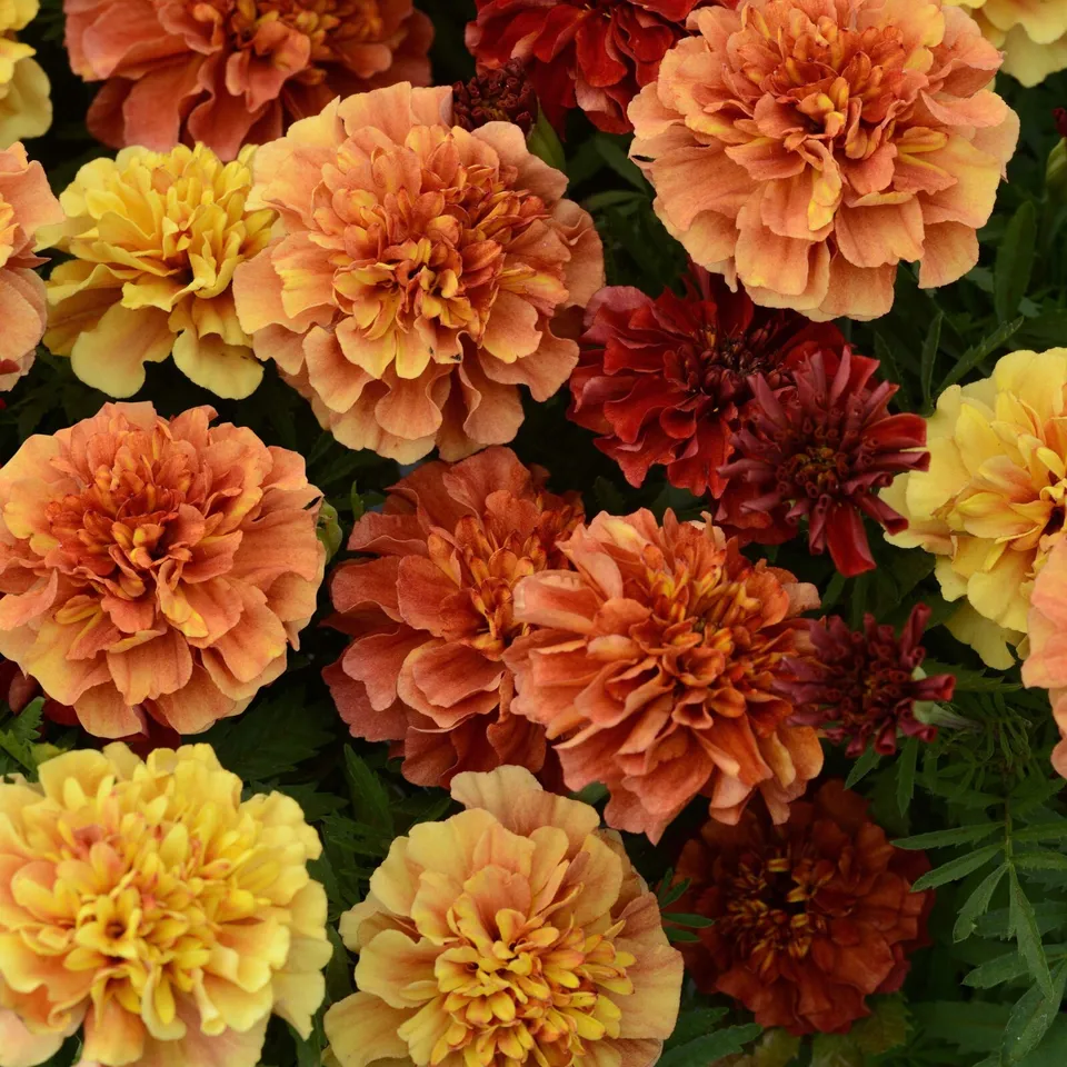25 Seeds Marigold Strawberry Blonde Color Changing Unique - $9.50