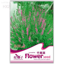 Beautiful Lythrum Salicaria Flowers Seeds  50 seeds  easy to grow hardy high med - $5.67