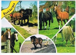 Holland Netherlands Postcard Beekbergen Horses Multi View - £1.70 GBP