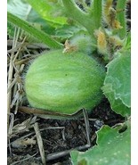 PM Mandurian Round Cucumber Seeds (25 Seed Packet) (More Heirloom, Organ... - $4.75