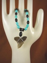 s319-81) 1-1/2&quot; Fossil Hemipristis Shark Tooth Turquoise necklace snaggl... - £66.83 GBP