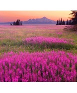 Fireweed Flower Seeds - $133.06 MXN