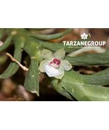 DICHAEA ANCORAELABIA SMALL ORCHID MOUNTED - $49.00