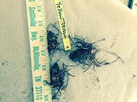 Yellow Trillium 20 bulbs (T. luteum) wildflower image 2