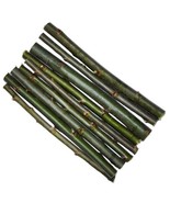 30 Austree Hybrid Willow Trees Fast Growing Shade Windbreak Cuttings FAS... - $53.18 CAD