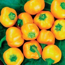 Yellow Mini Bell Sweet Bell Pepper Vegetable Seeds Fresh Gardening - $15.00