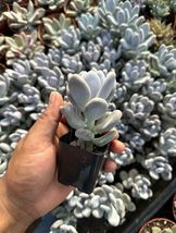 (1)2&quot; Live Rooted Plant Succulent ~ Pachyphytum oviferum MOONSTONE - £25.15 GBP