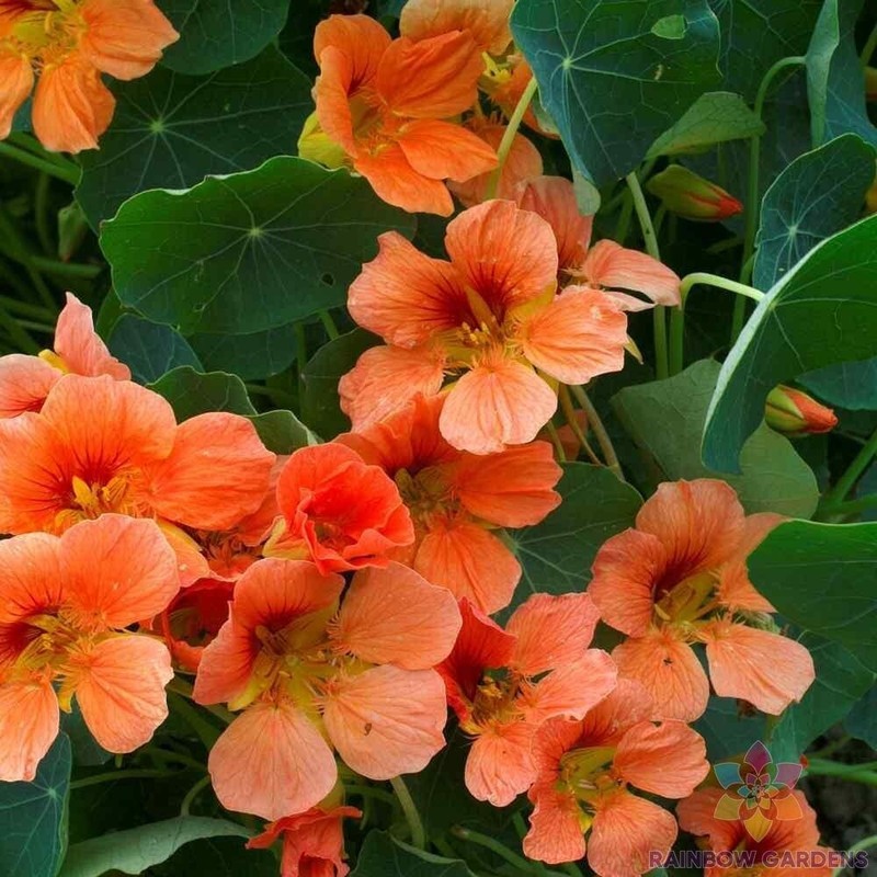 SMX 50 Vesuvius Nasturtium Seeds Indoor Gardening - $11.15