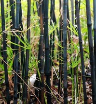 FRESH 50 Black Bamboo Seeds Privacy Plant Garden Exotic - £8.69 GBP