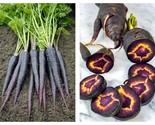 50 Seeds Black Nebula Carrot Garden - $34.93