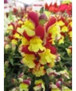 Fresh 1000 Snappy Red Yellow Snapdragon Seeds for Garden - €9,41 EUR