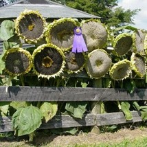 Seeds 50 Giant Mongolian Sunflower Seeds Non Gmo - $13.99