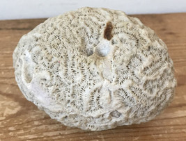 Coral Brain Natural White specimen salt water Beach Ocean Nautical Decor... - £156.61 GBP