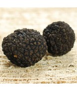 Fresh Black Burgundy Truffles from Italy - 1 lb - $603.29
