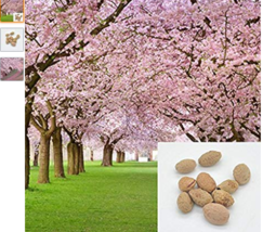 10 pieces sakura seeds DIY home garden bonsai flower seed Japanese oriental cher - £6.27 GBP