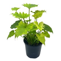 Philo Shangri La, 4 inch, Philodendron bipinnatifidum Shangri-La - £9.74 GBP