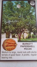 BURKETT PAPERSHELL PECAN TREE Shade Nut Trees Live Plant Pecans Nuts Plants - $169.70