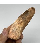 63g, 3.8&quot;X1.2&quot;x 0.8&quot;, Rare Natural Fossils Spinosaurus Tooth from Morocc... - £94.42 GBP