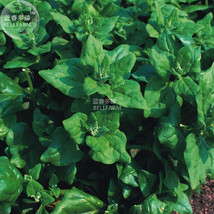 Spinach Heritage Zealand Seeds 50 Seeds Organic Vegetables Garden Beautiful Usa  - $9.97