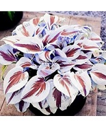 RJH 200 pcs/pack Hosta Perennials Plantain Beautiful Lily Flower White Lace  - $7.96