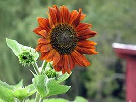 Sunflower, Autumn Beauty 100 Seeds Organic Newly Harvested, Vivid Colorful Bloom - £5.58 GBP
