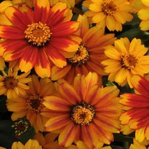 Zinnia Sunburst Flower Seed Products 12 18 Plants 50 Seeds USA Fast Shipping - £13.32 GBP