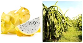 Yellow Dragonfruit Seeds: Pitaya Dragon Fruit Tree Cactus Hylocereus 20 Seeds - £15.04 GBP