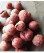 Nauclea latifolia (African red peach) seeds, 200 seeds for 11 USD, shipp... - $33.00